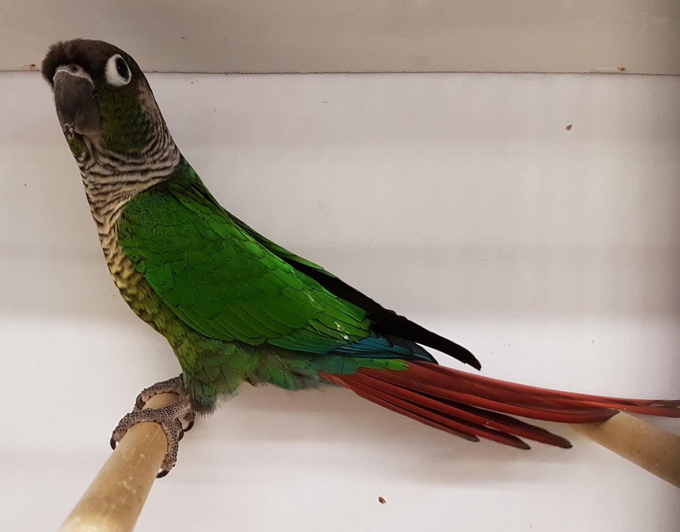 Green-cheeked conure