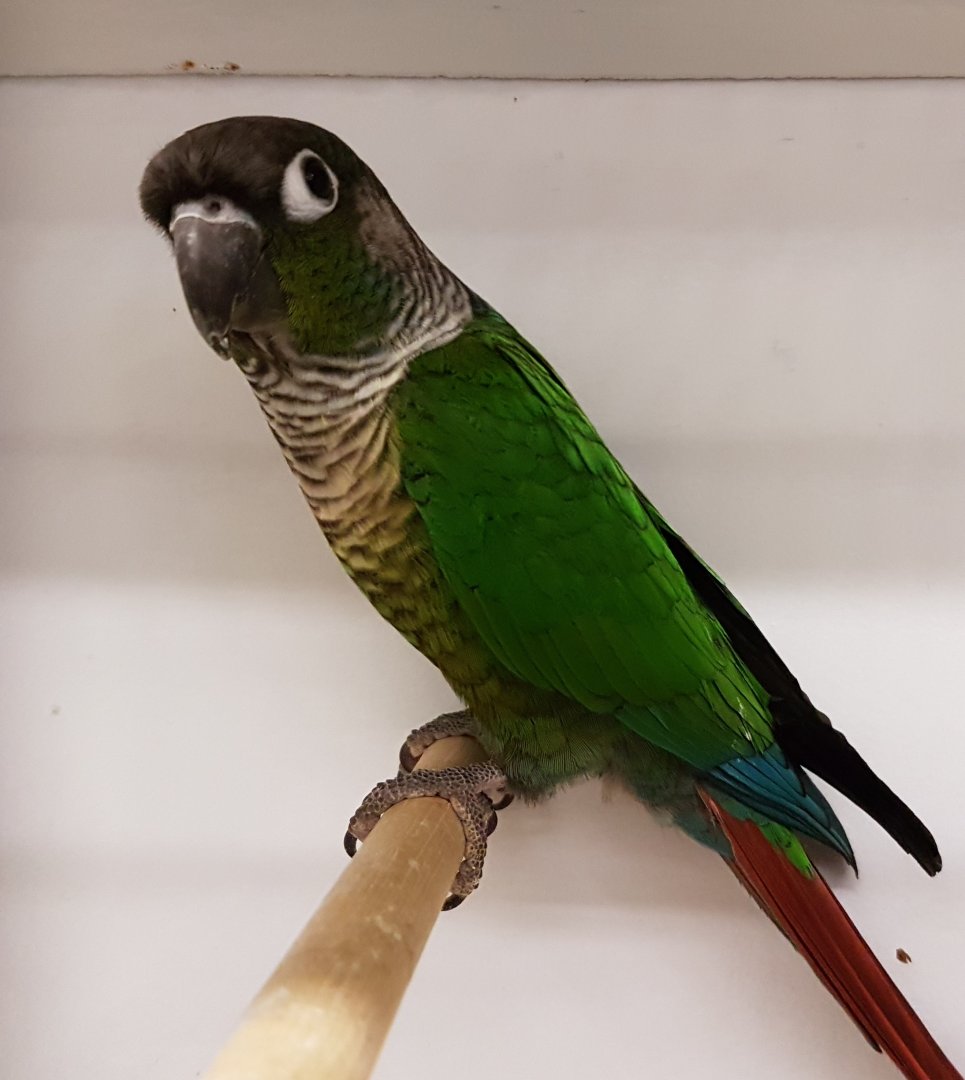 Green-cheeked conure