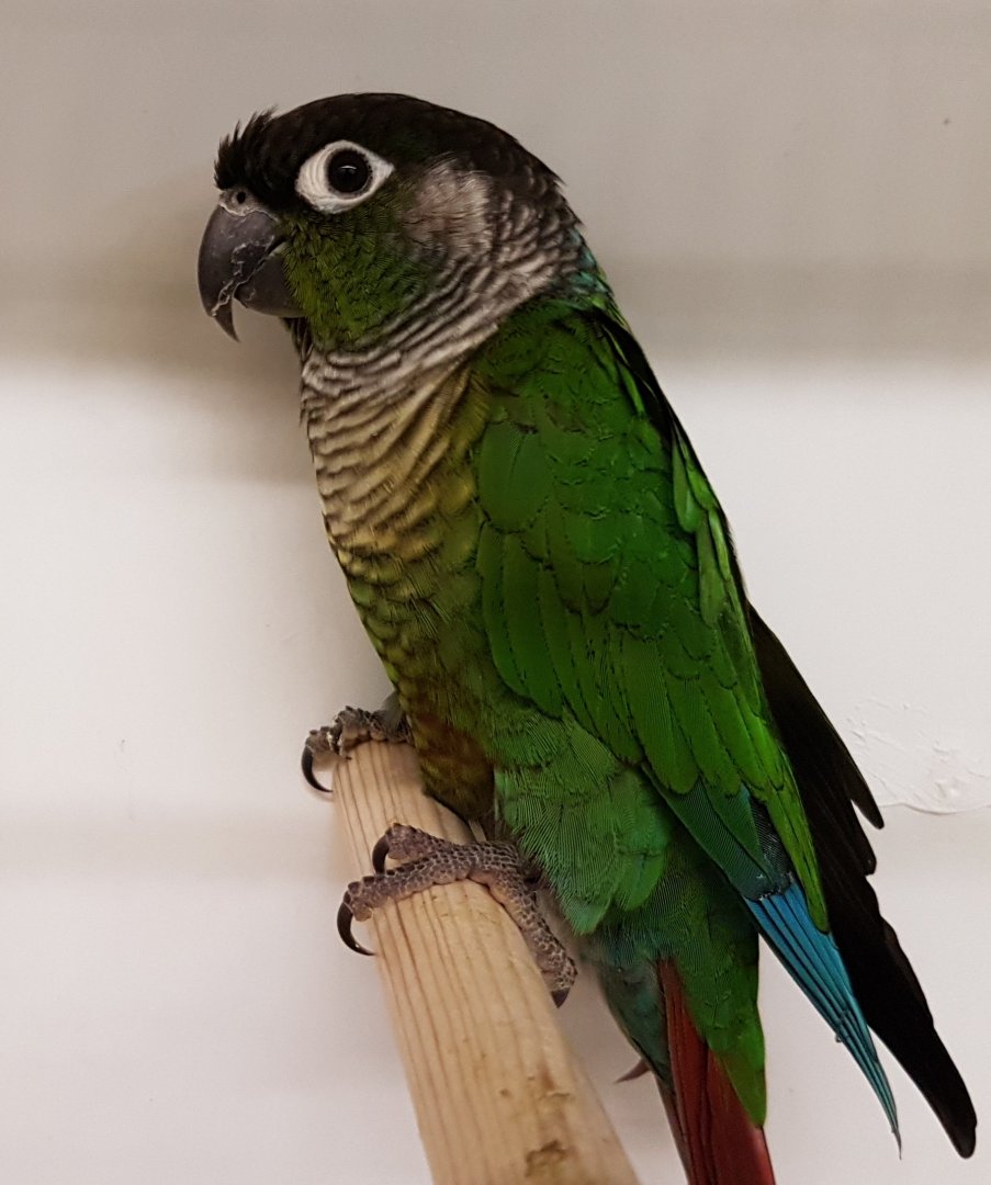 Green-cheeked conure