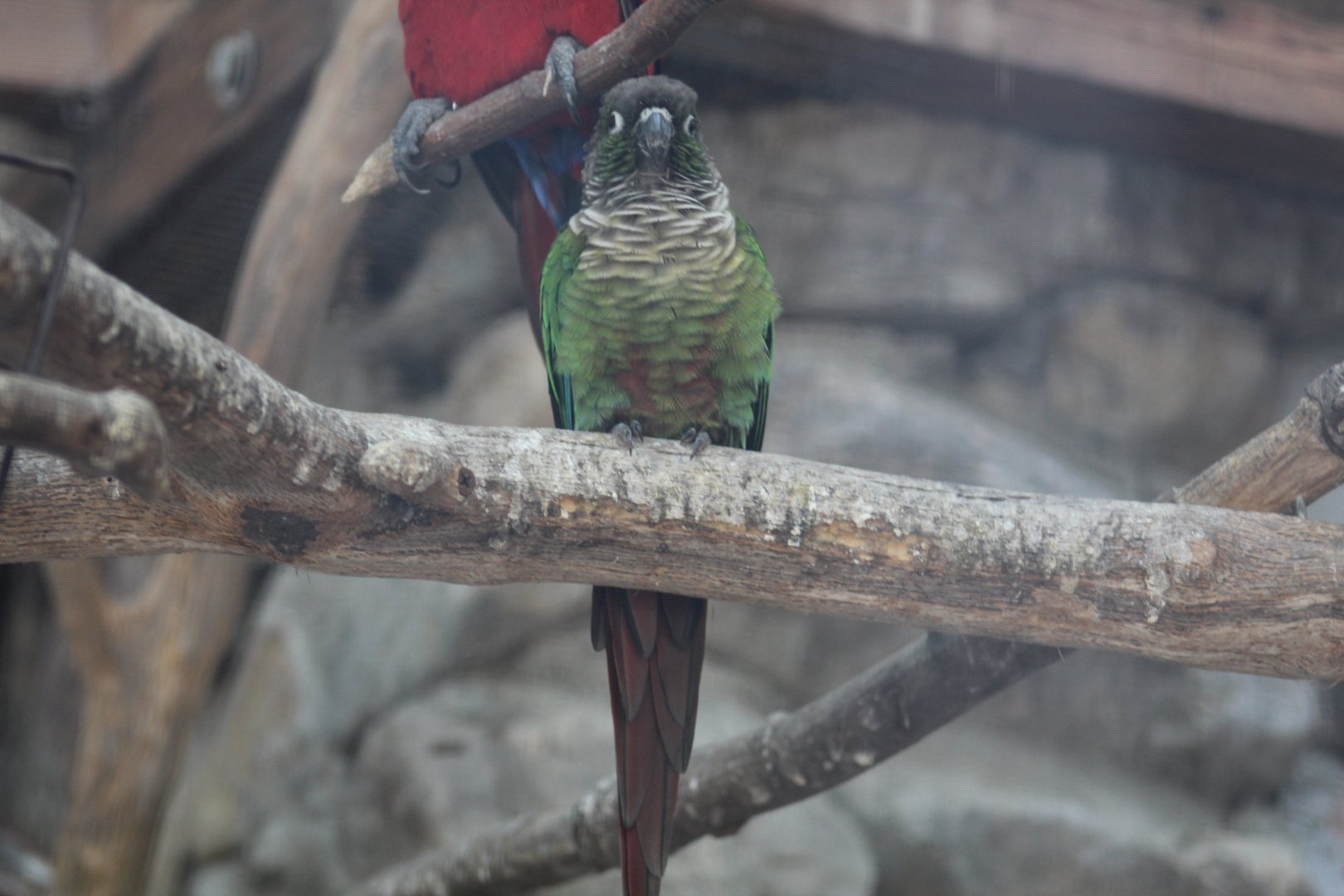 Green-Cheeked Conure
