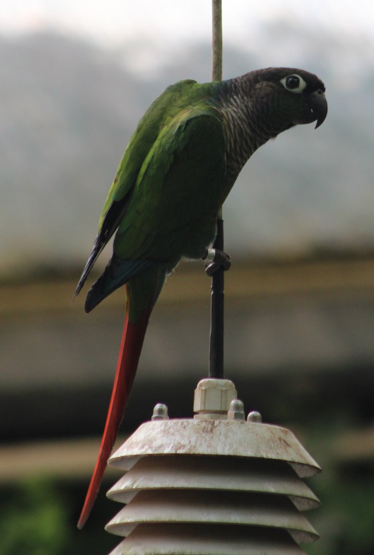 Green-cheeked conure