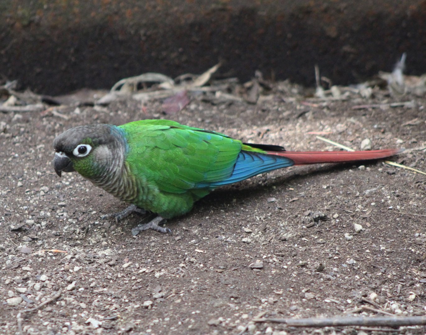 Green-cheeked conure