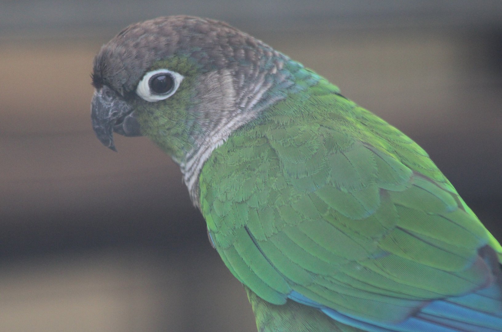 Green-cheeked conure