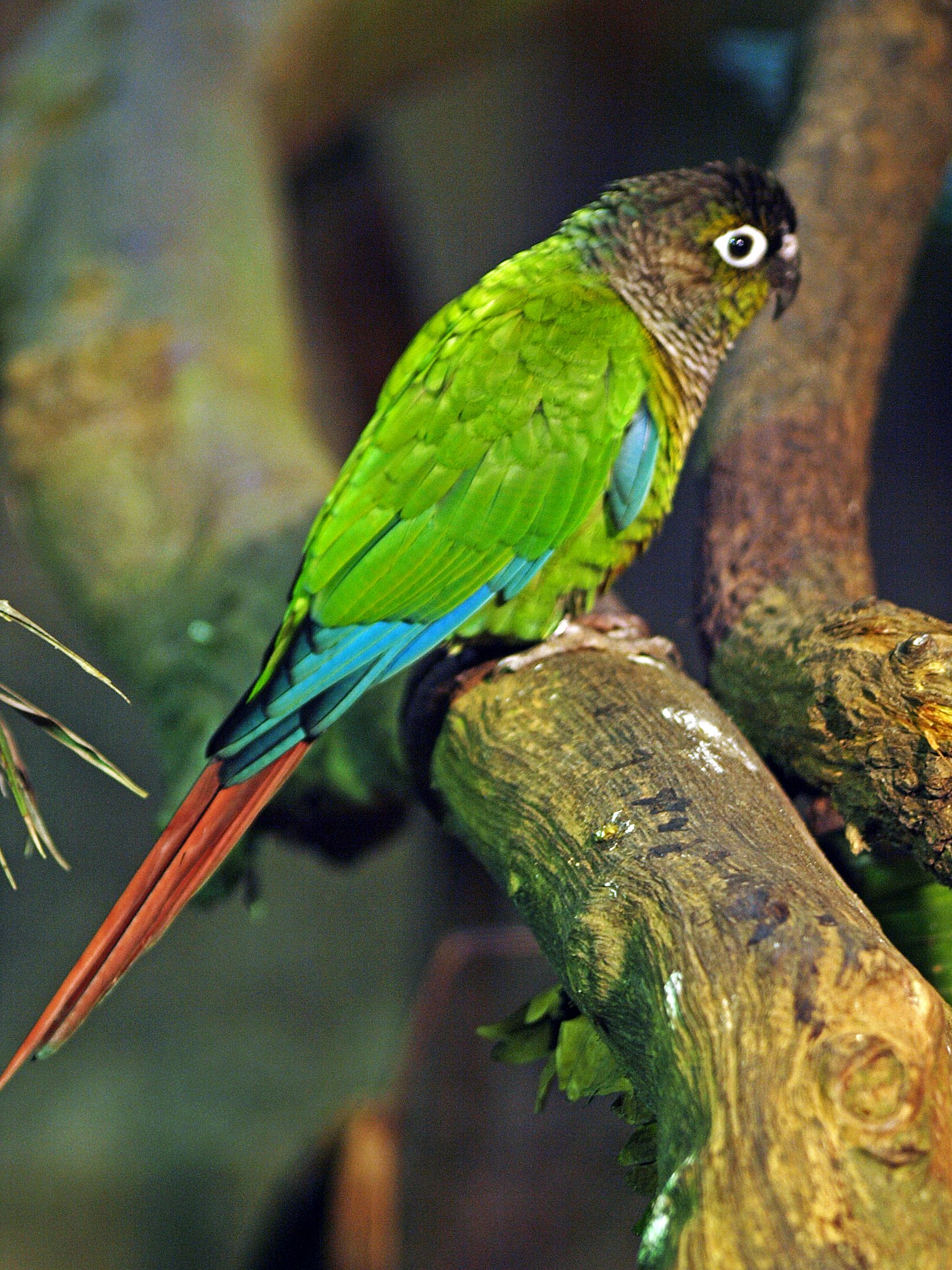 Green-cheeked conure?