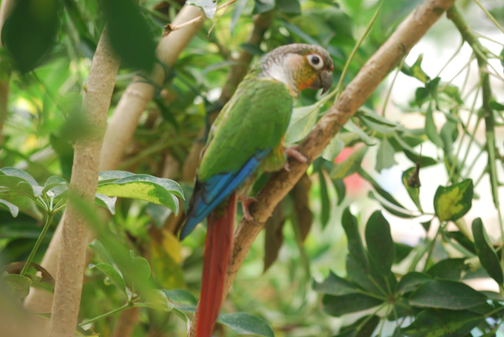Green-cheeked conure