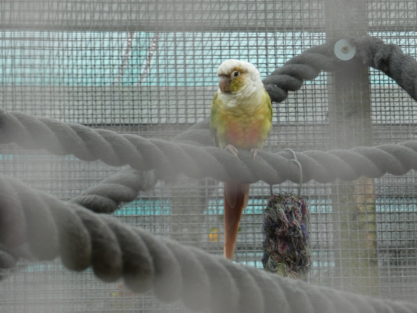 Green-cheeked conure