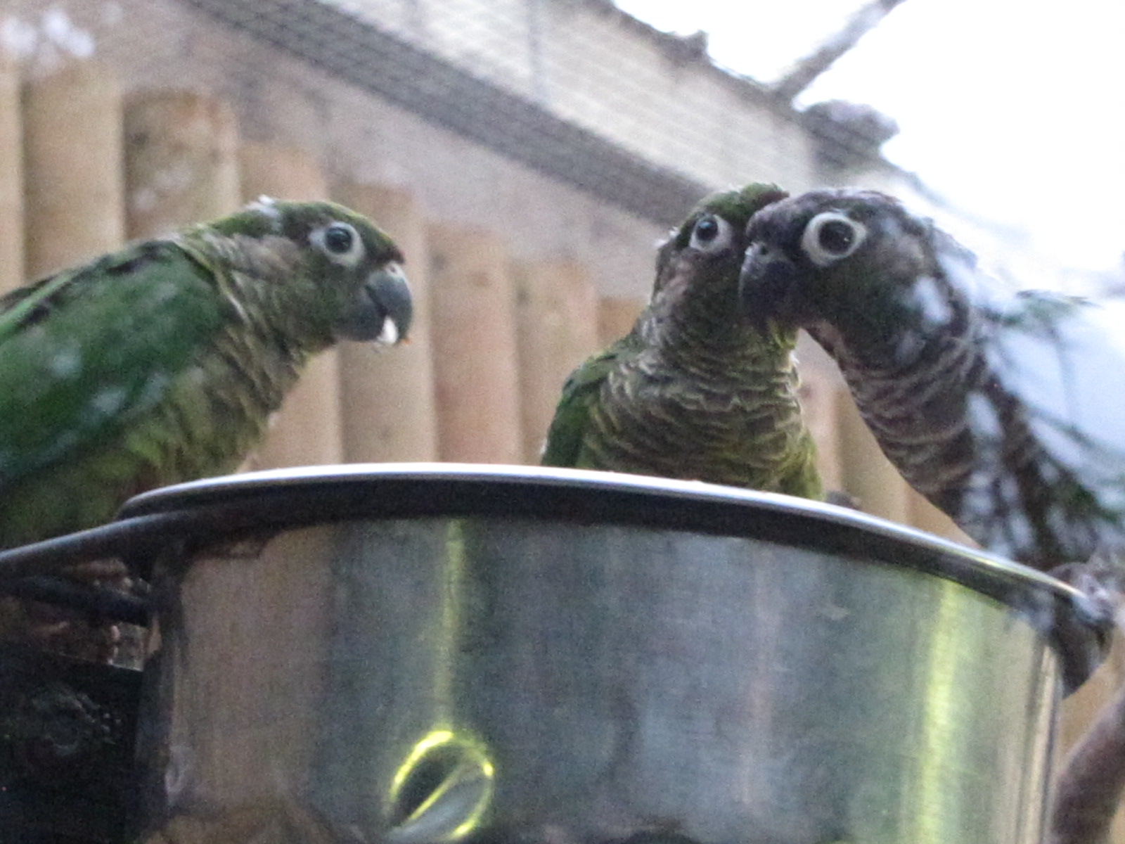 Green cheeked conures