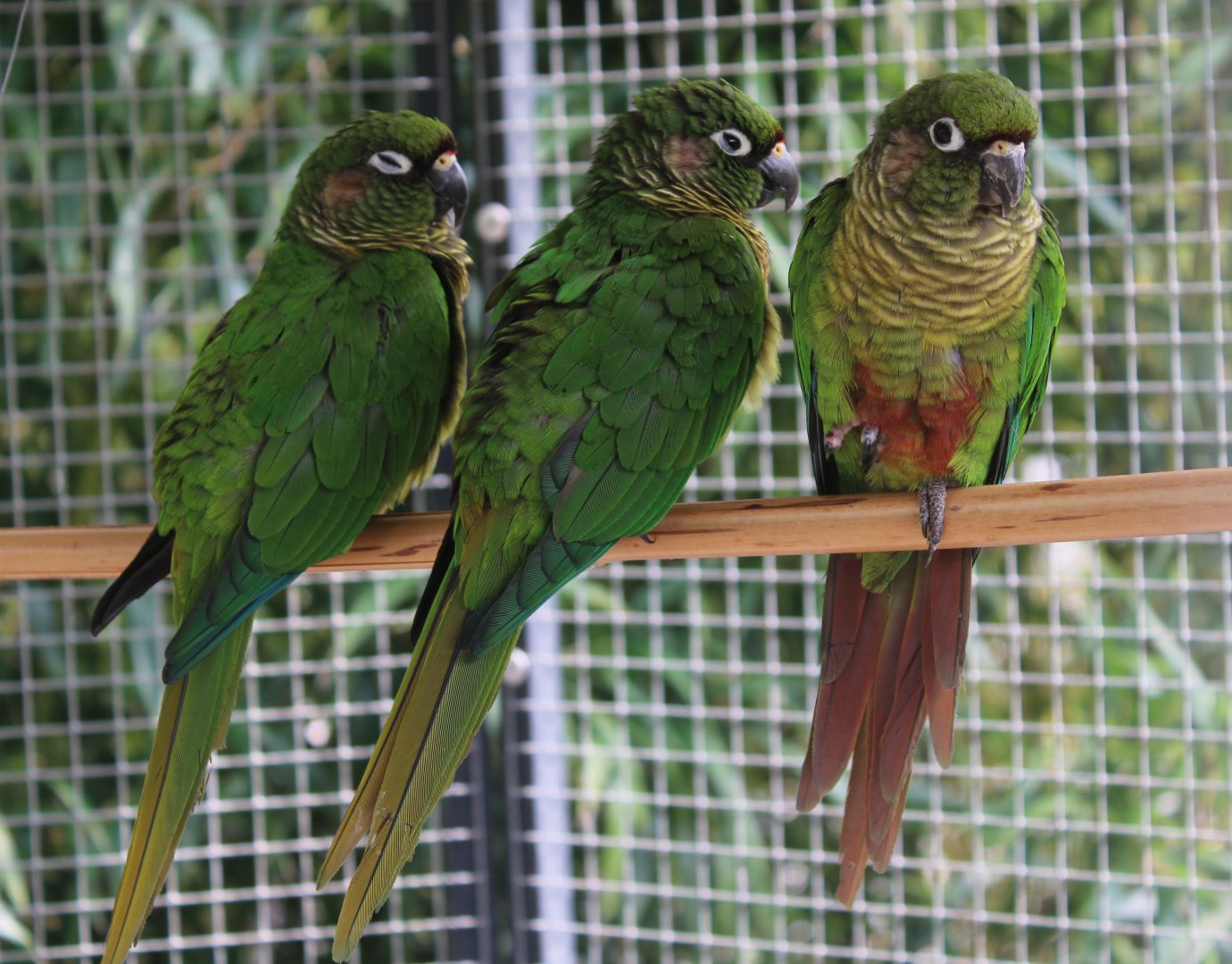 Green-cheeked conures