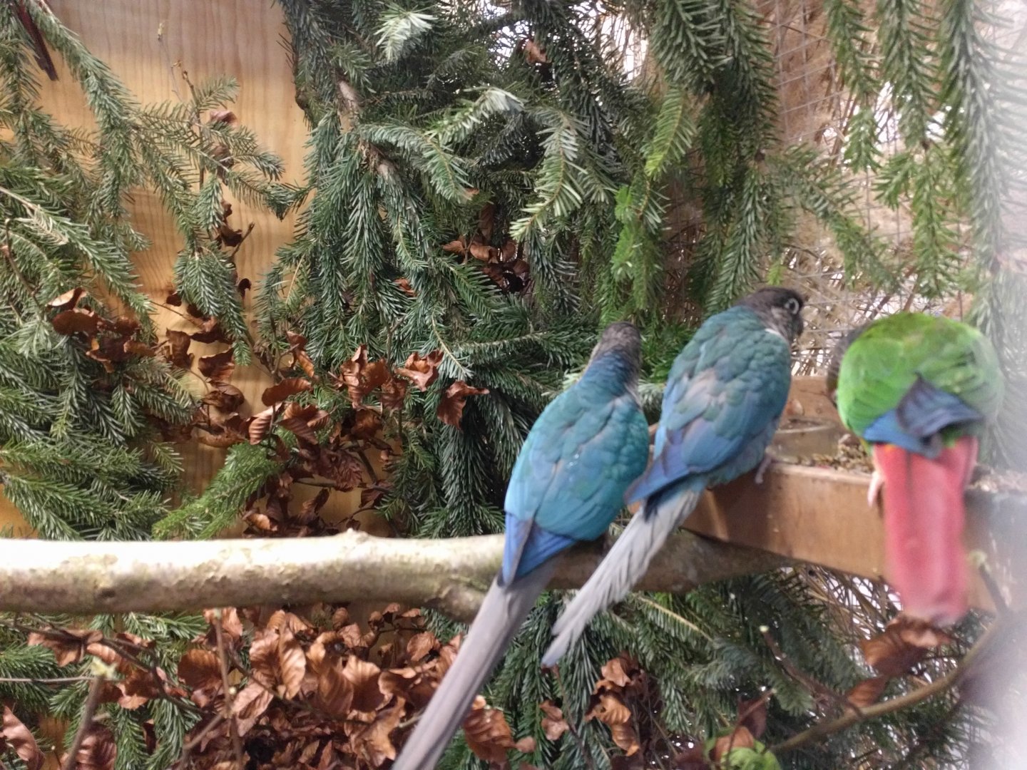 Green cheeked conures
