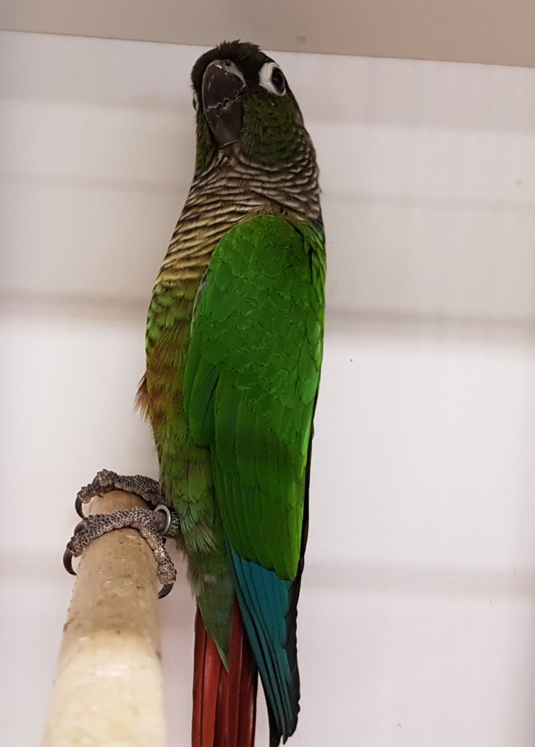 Green-cheeked parakeet ( P. m. molinea )
