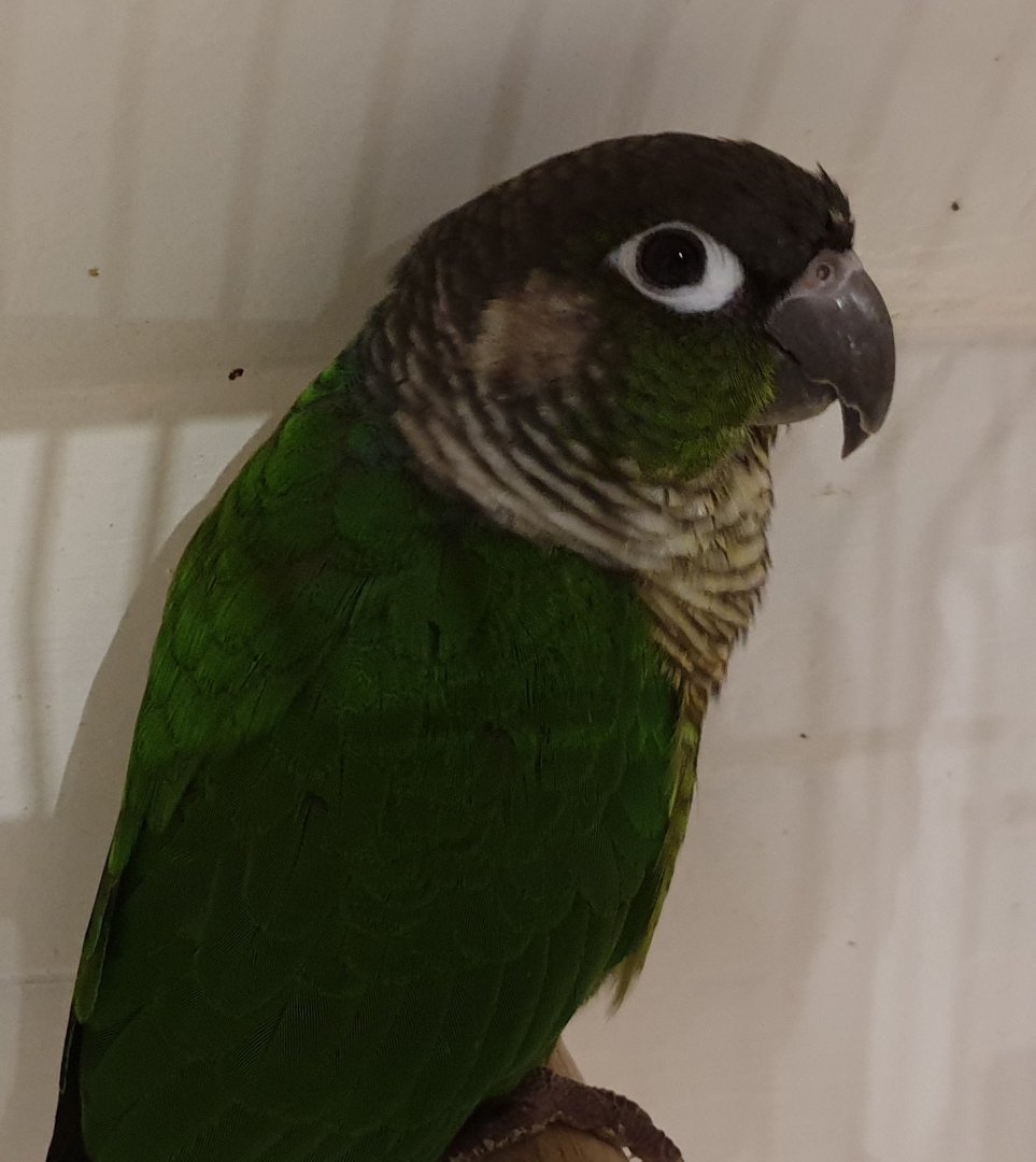 Green-cheeked parakeet - Pyrrhura molinae