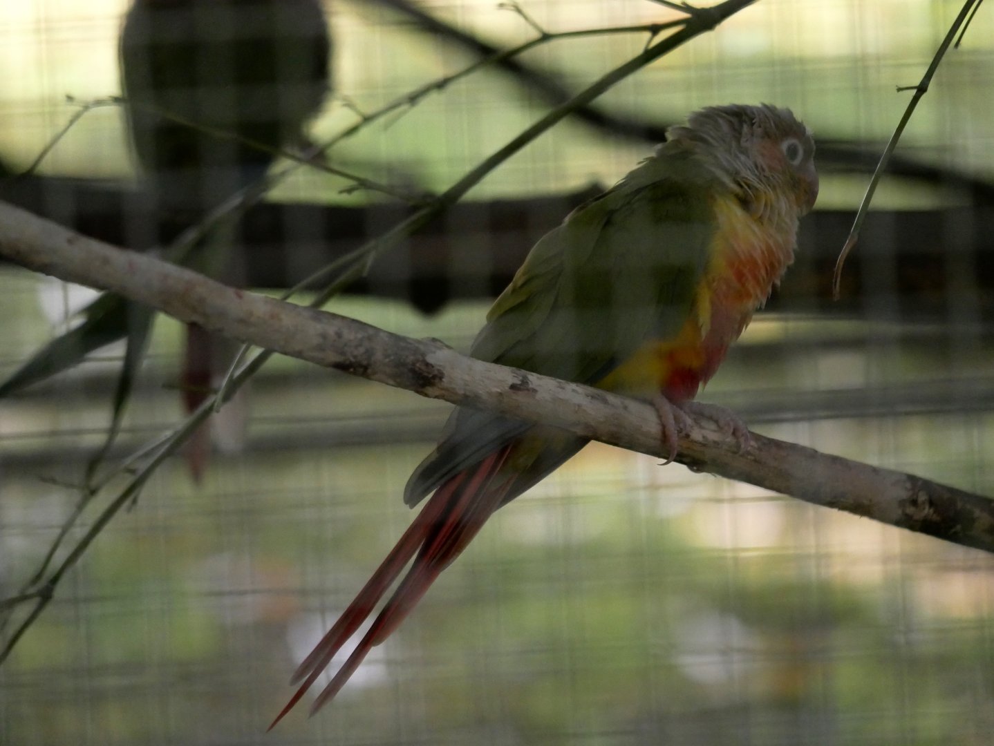 Green-cheeked parakeet (Pyrrhura molinae)