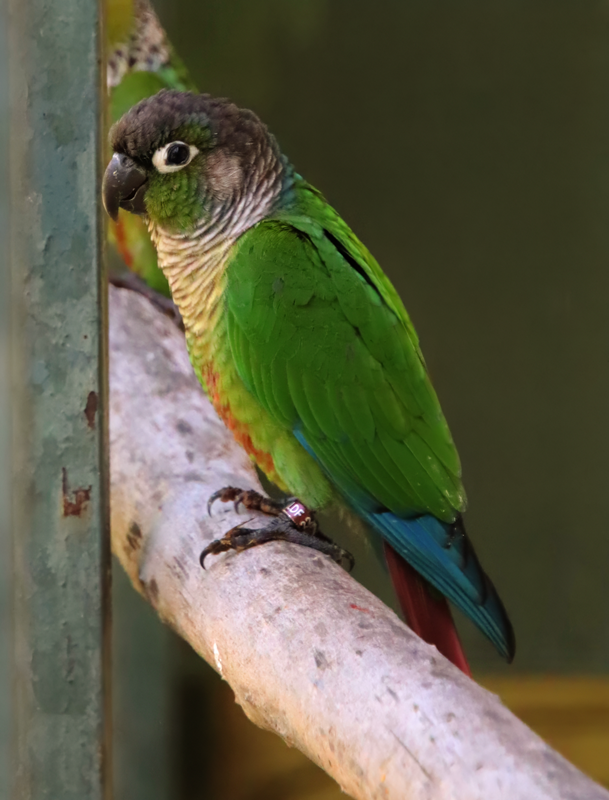 Green-cheeked parakeet (Pyrrhura molinae)