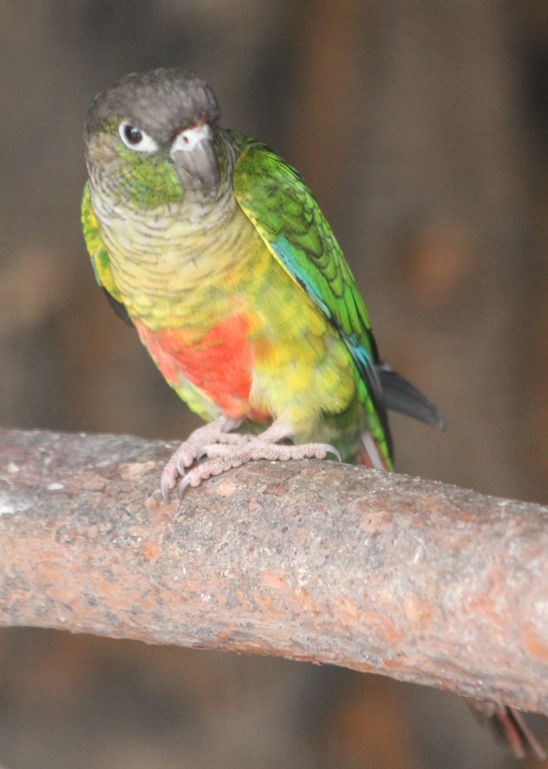 Green-cheeked parakeet