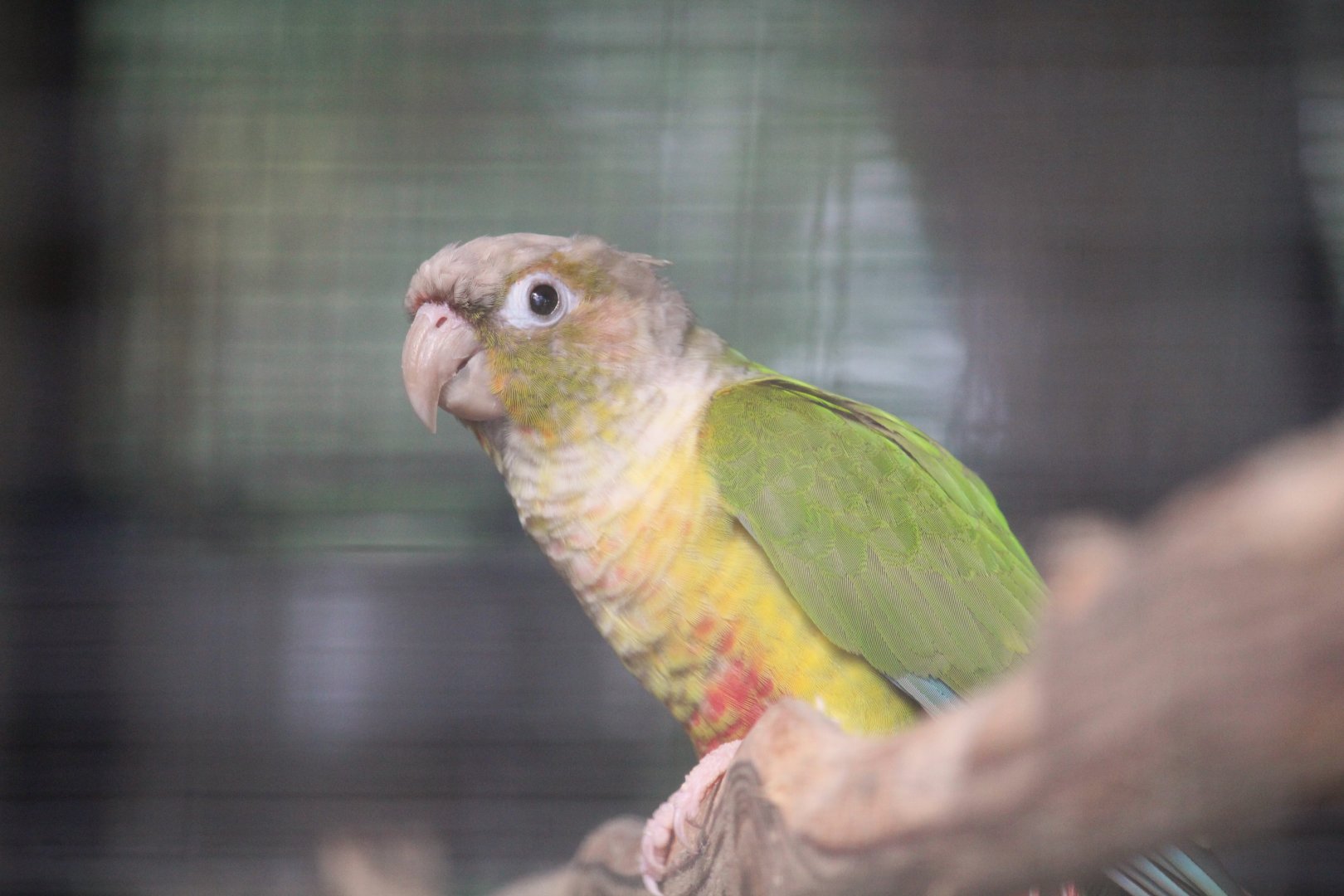 Green-cheeked Parakeet