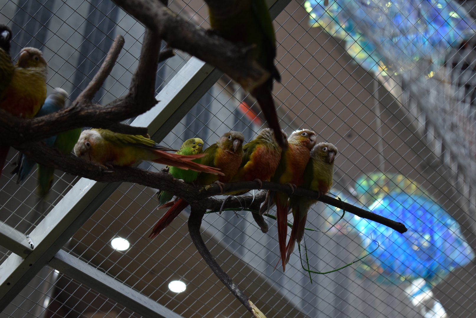 Green cheeked Parakeets（Pyrrhura Molinae）and Budgerigars（Melopsittacus undulatus）