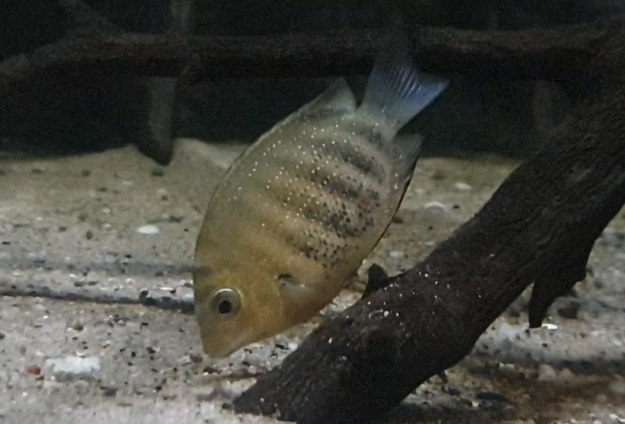 Green chromide cichlid - Etroplus suratensis
