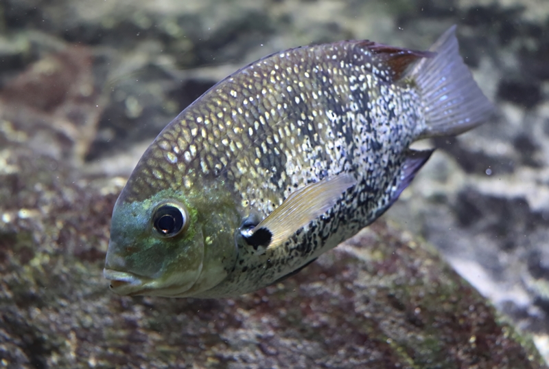 Green chromide (Etroplus suratensis)
