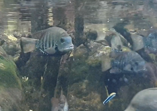 Green chromides - Etroplus suratensis