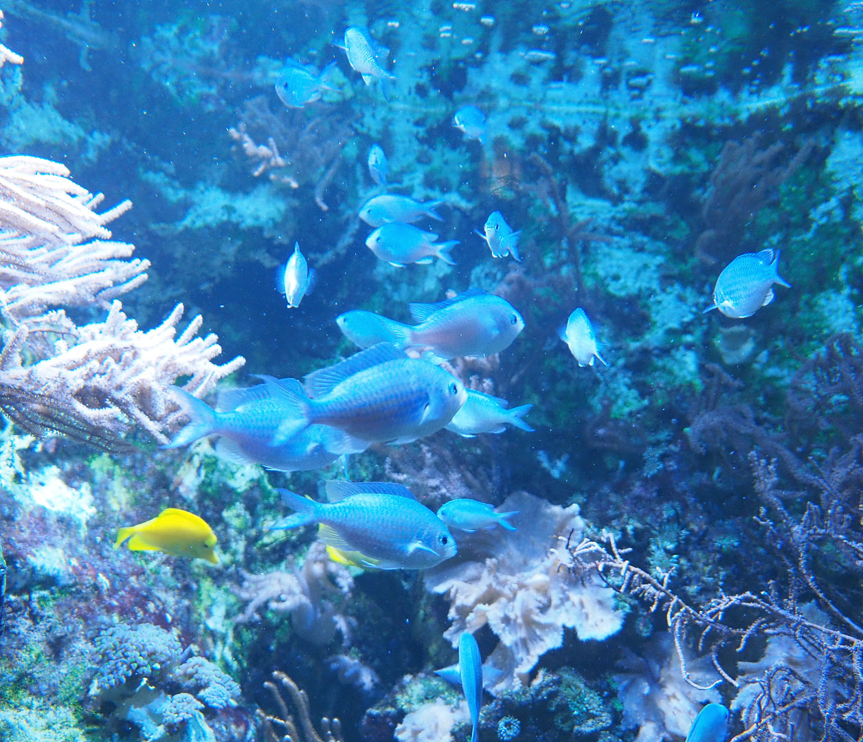Green Chromis (Chromis viridis), 2022-09-14
