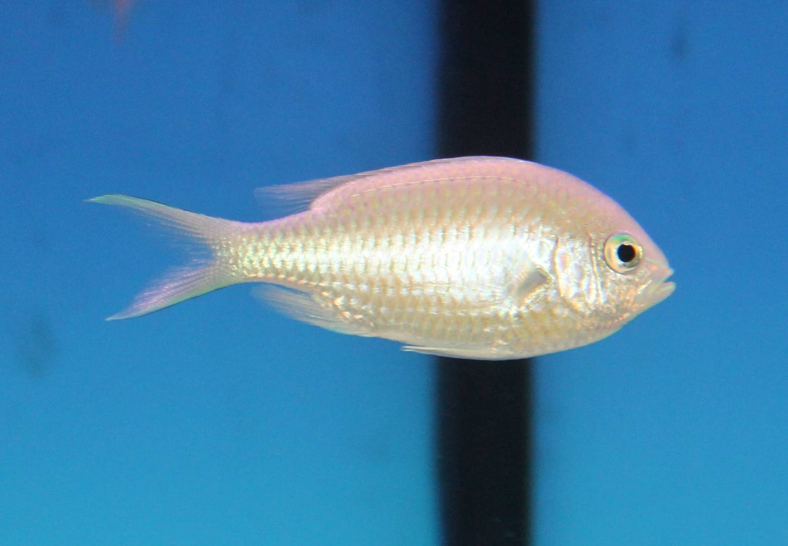 Green Chromis (Chromis viridis)