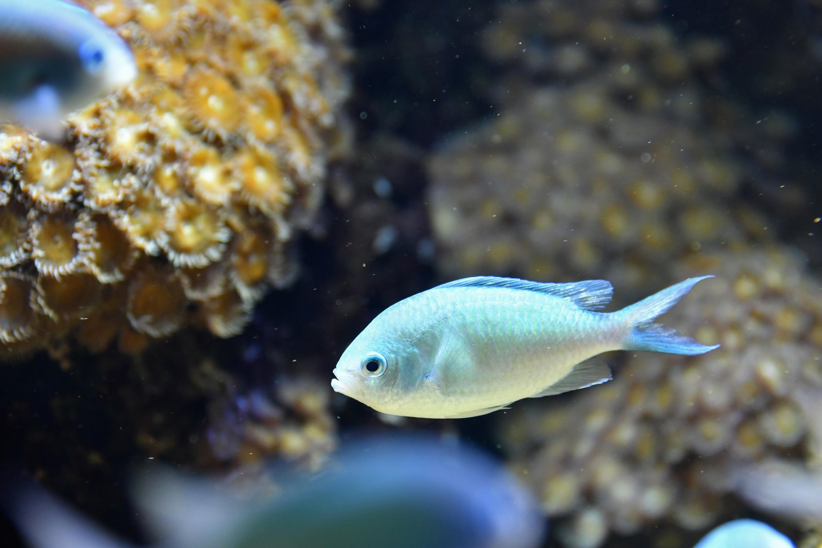 Green chromis (Chromis viridis )