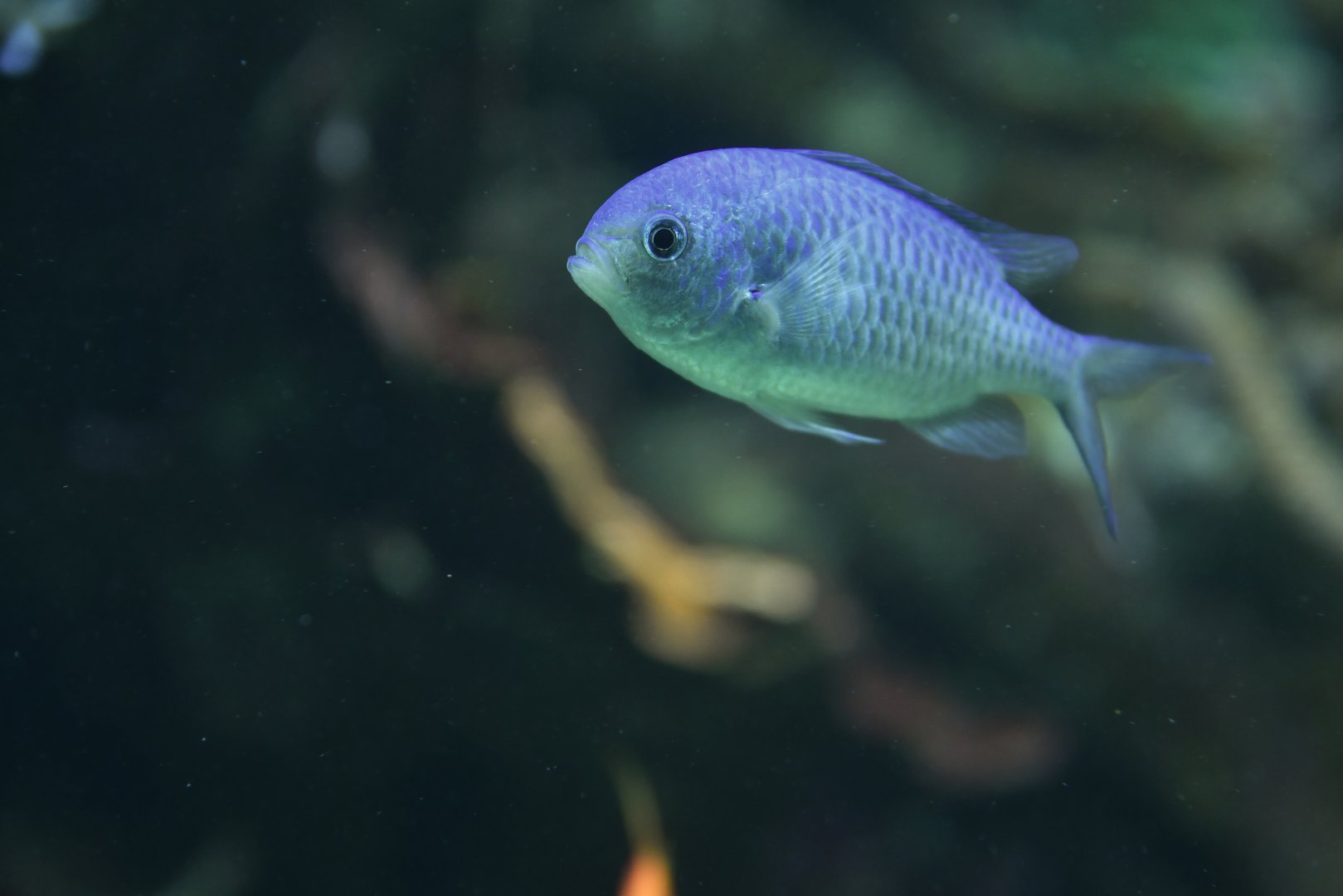Green chromis (Chromis viridis)