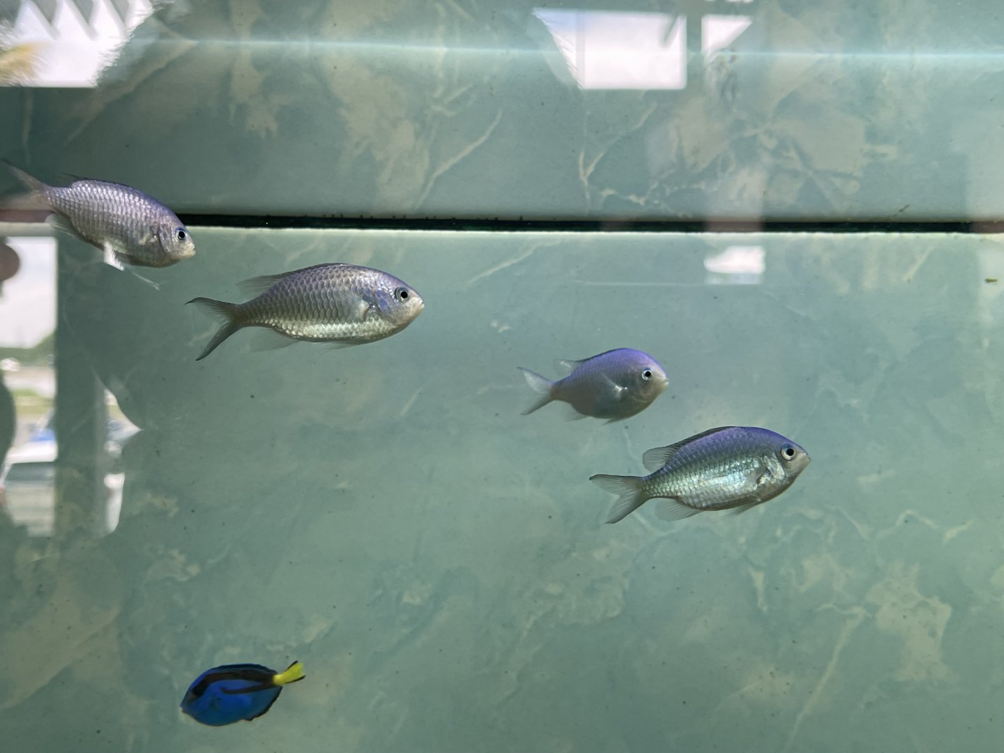 green chromis (chromis viridis)