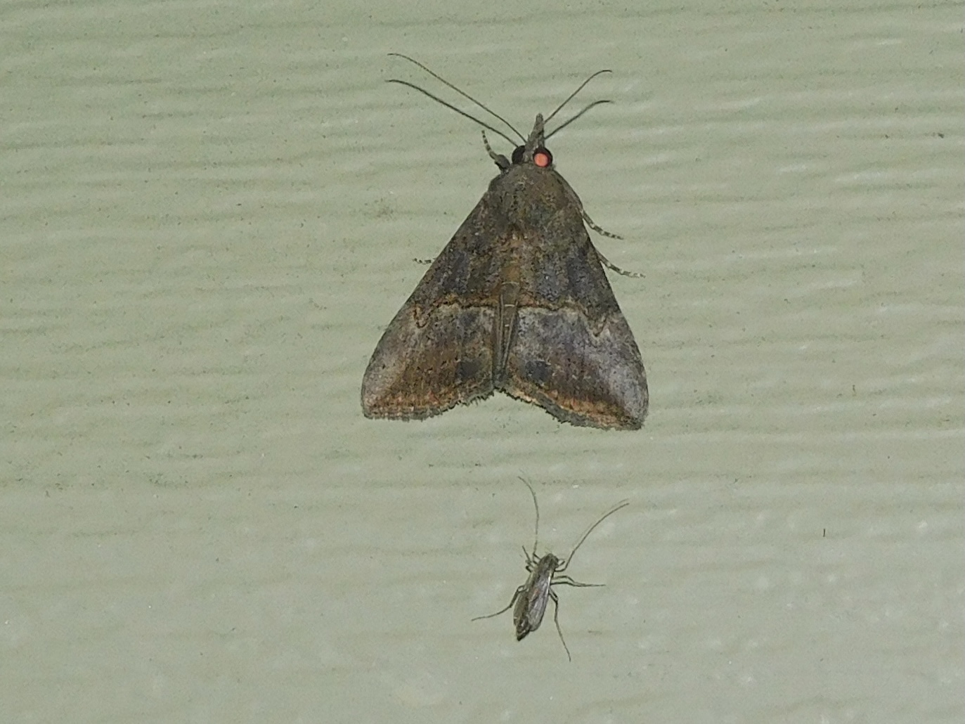 Green Cloverworm moth