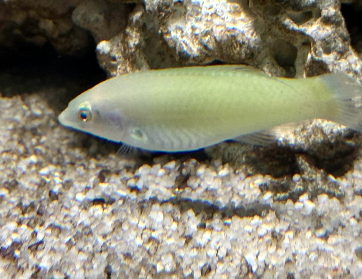 Green coris wrasse (Halichoeres chloropterus)