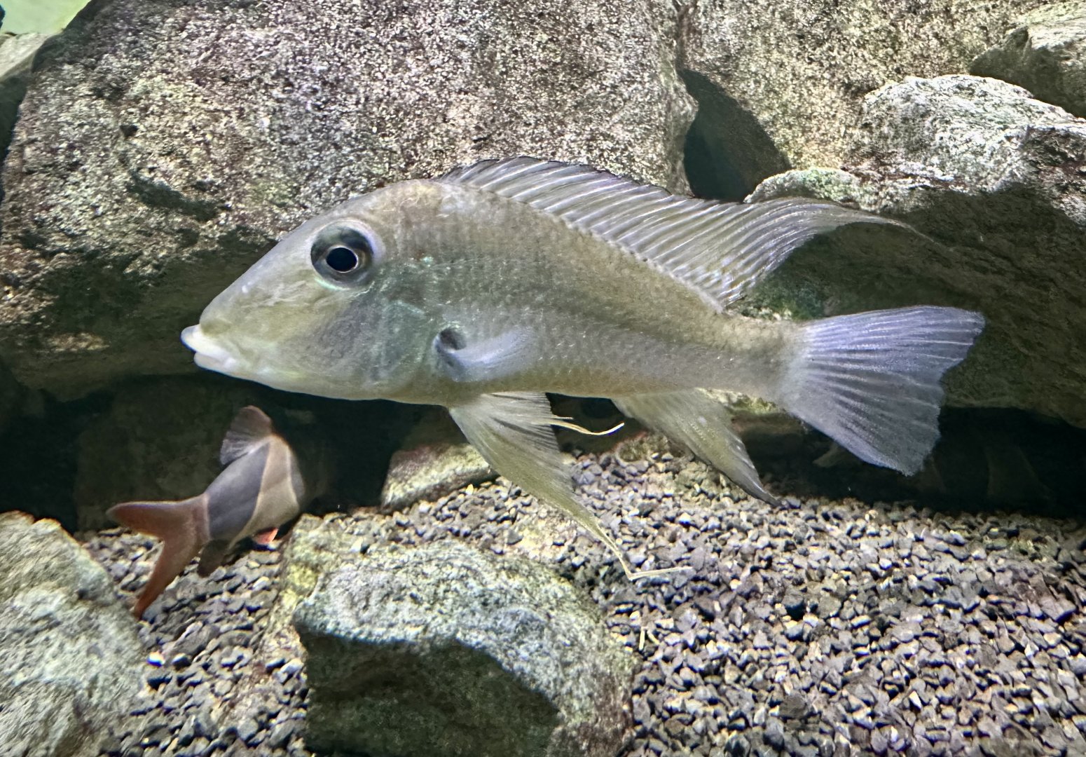 Green cory (Corydoras splendens)