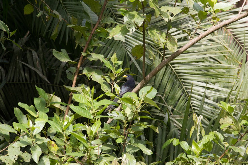 Green Coucal (aka Yellowbill)
