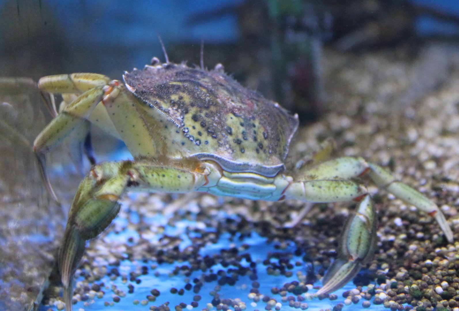 Green crab (Carcinus maenas)