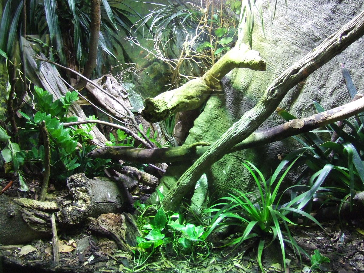 Green Crested Basilisk exhibit, Reptile House