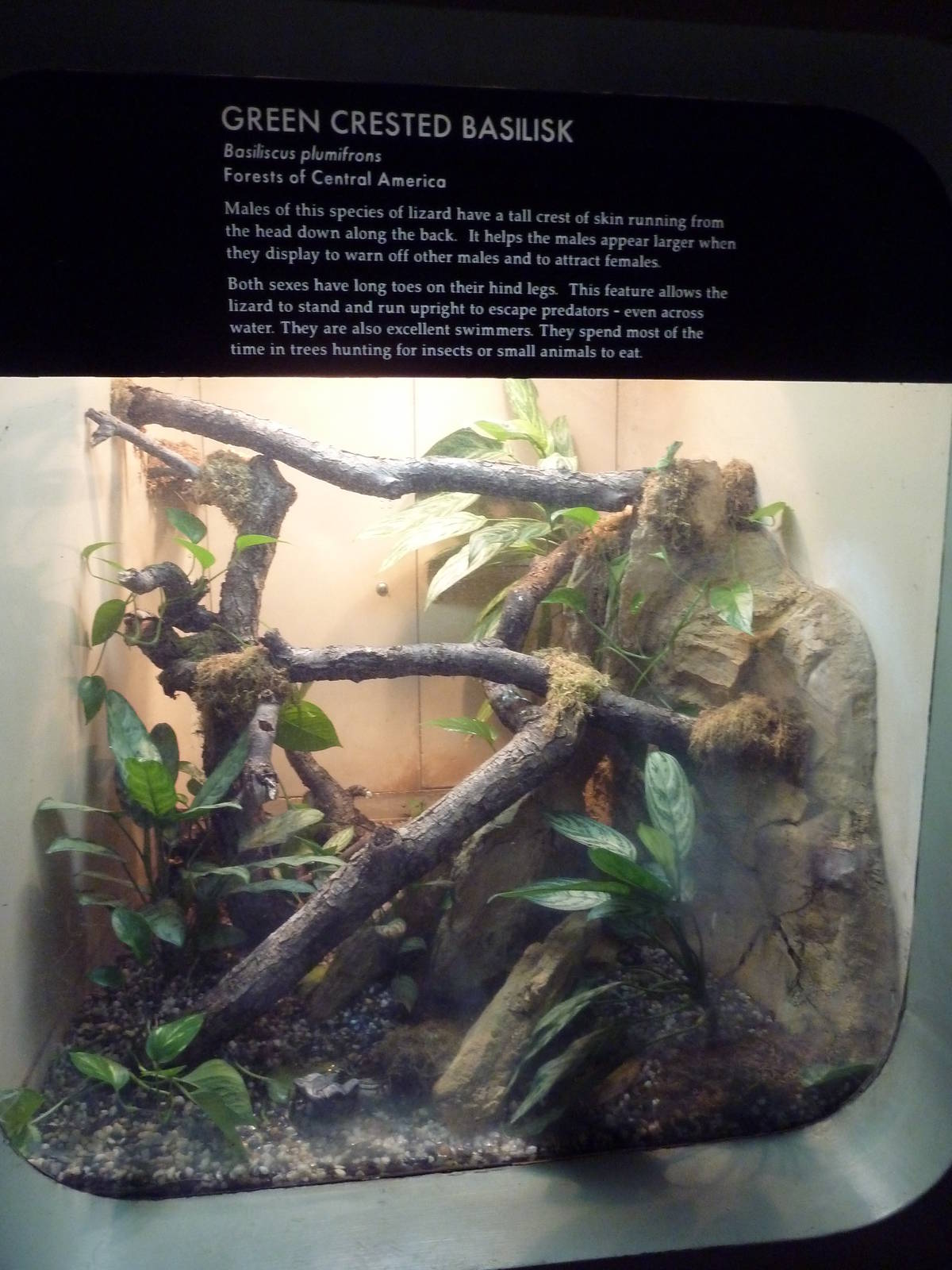 Green Crested Basilisk Exhibit