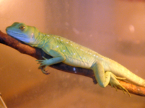 Green Crested Basilisk in Kishinev Zoo