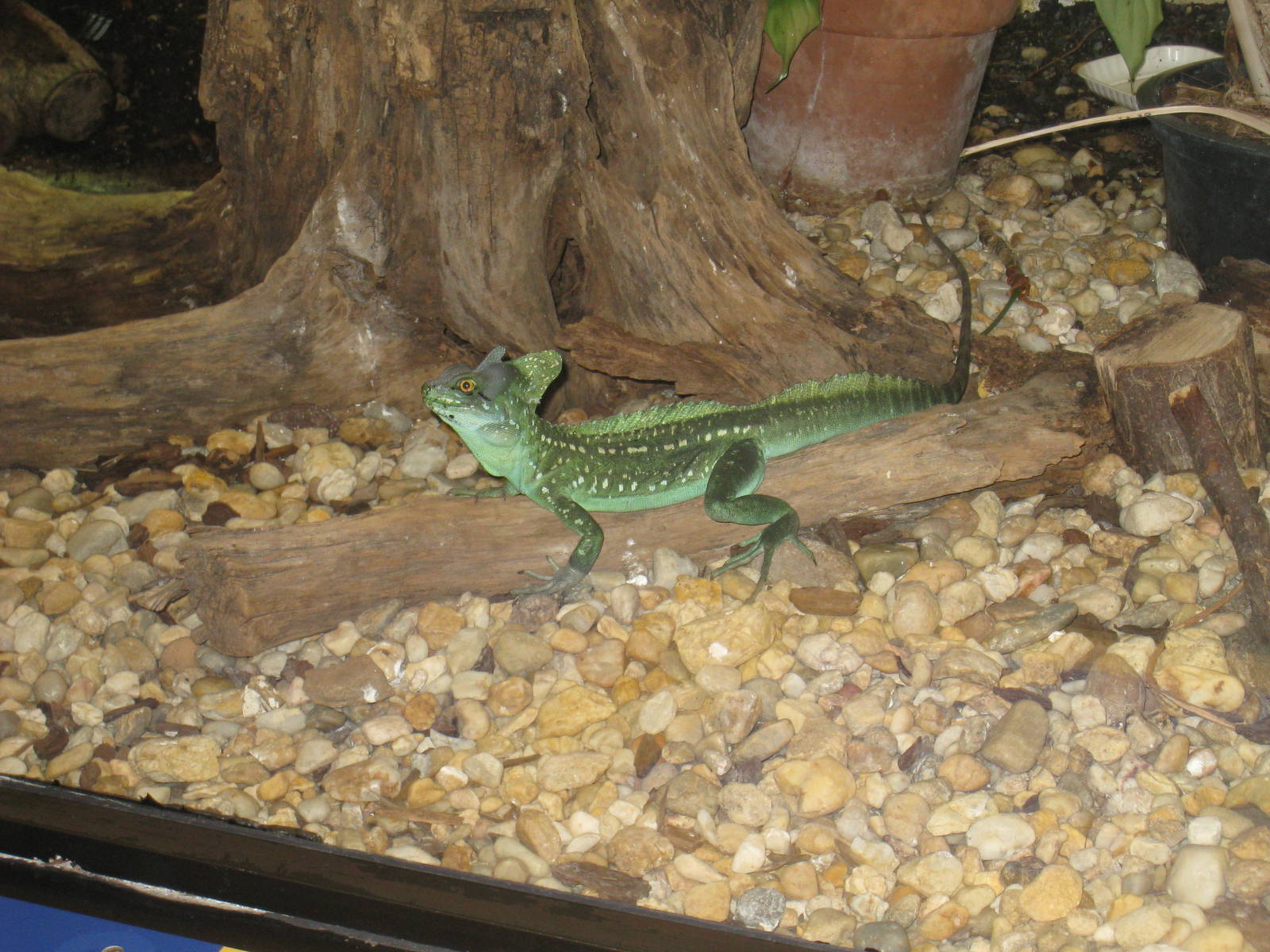 Green Crested Basilisk