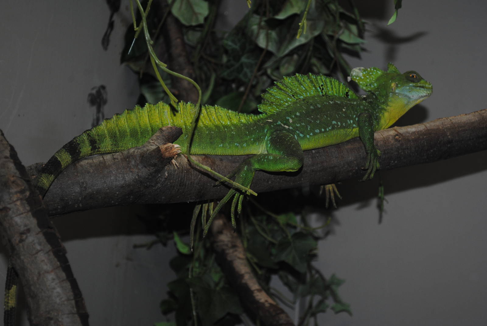 Green Crested Basilisk