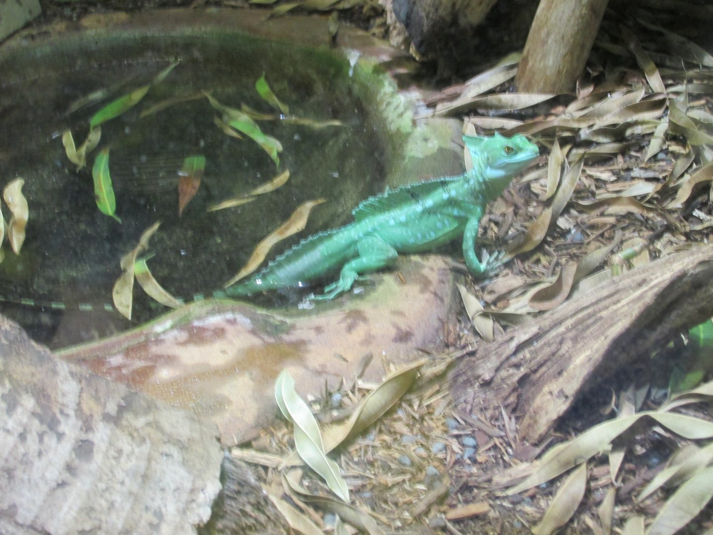 green crested basilisk