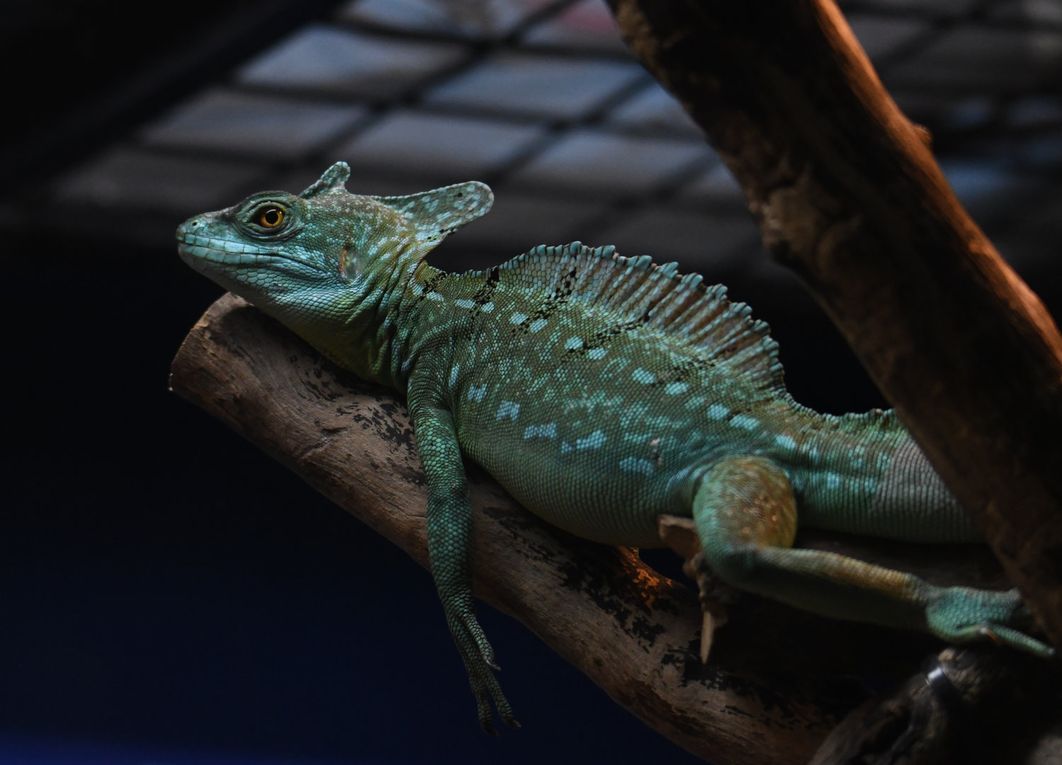 Green Crested Basilisk