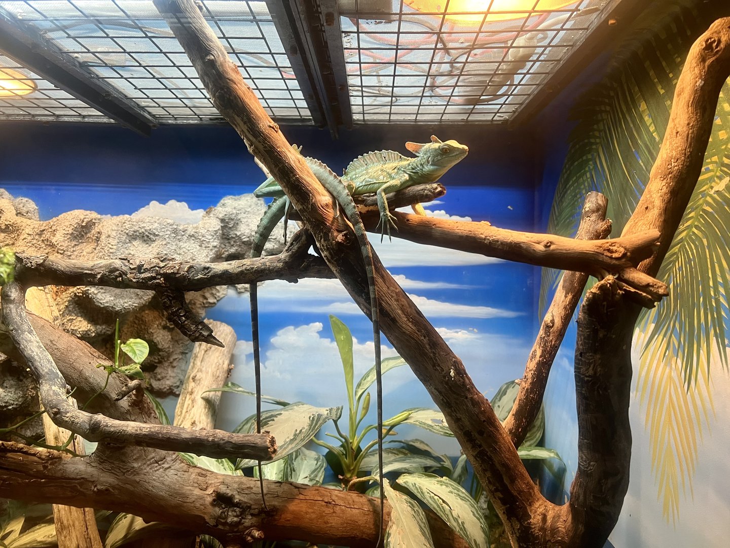 Green Crested Basilisk