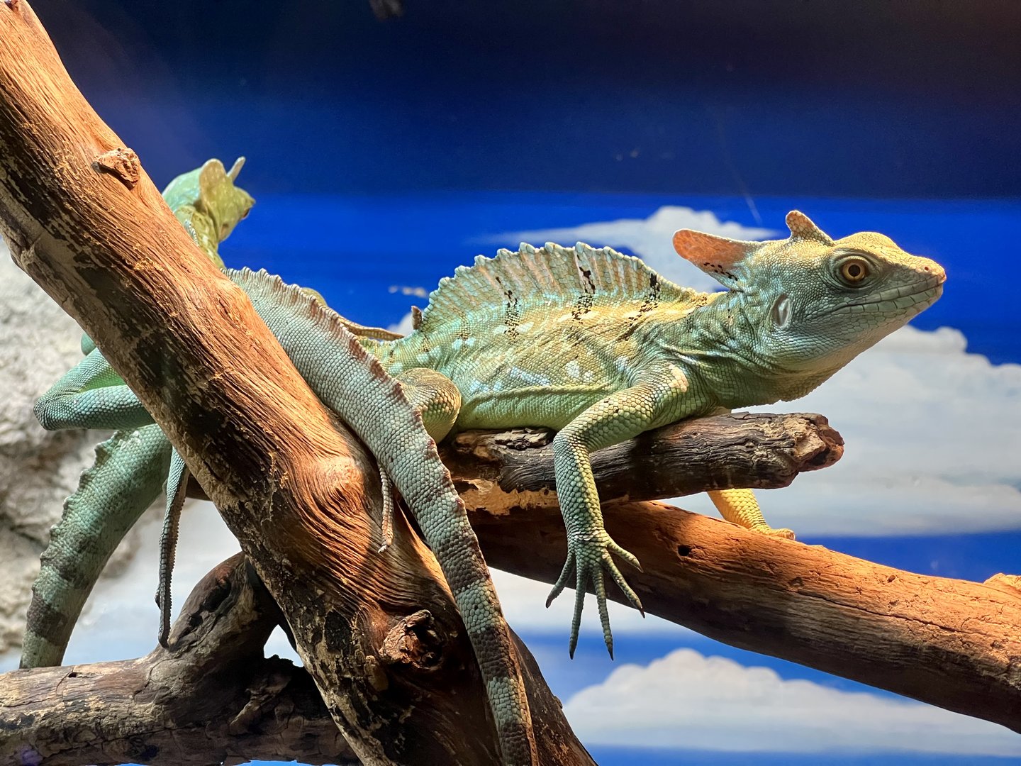 Green Crested Basilisk
