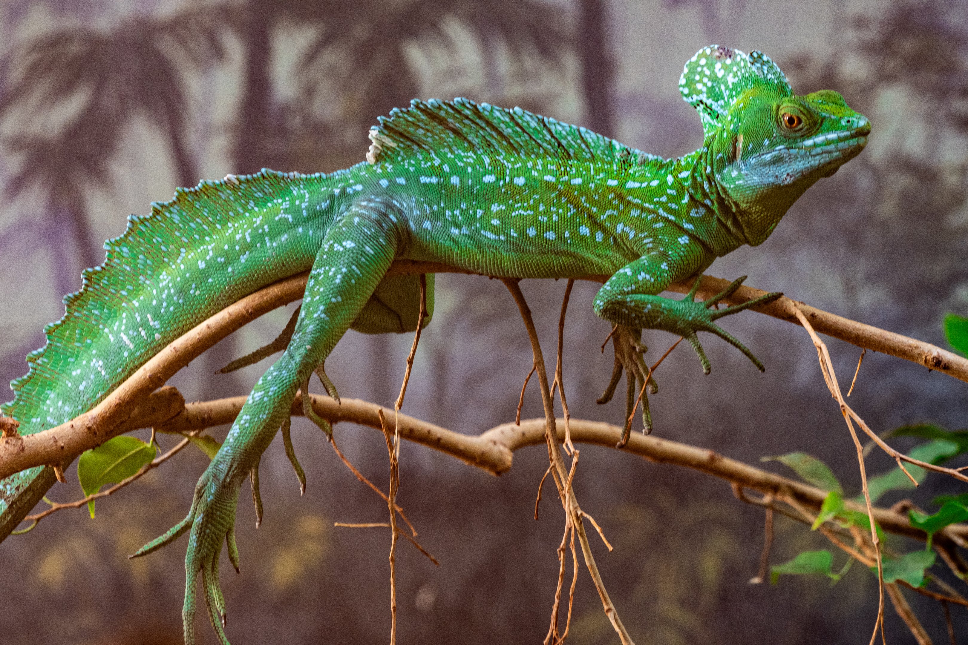 Green Crested Basilisk