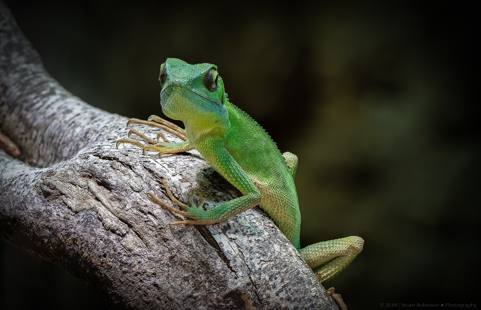 Green Crested Lizard - 07/09/2018
