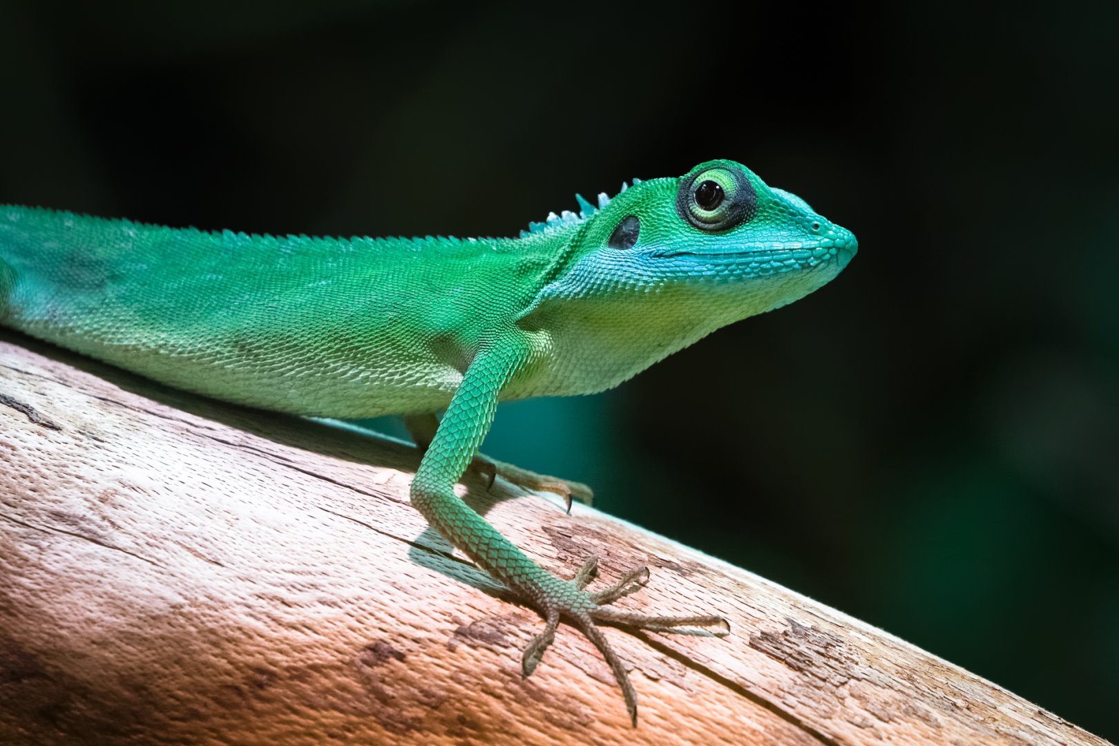 Green Crested Lizard - 09/08/2017