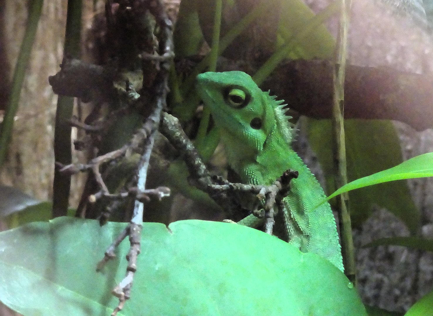 Green Crested Lizard 24 August 2025