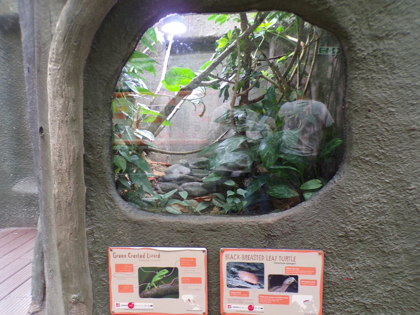 Green crested lizard and Black-breasted leaf turtle terrarium 29.6.24