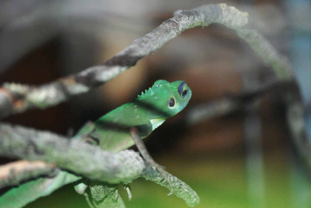 Green Crested Lizard at Chester, 27/07/14