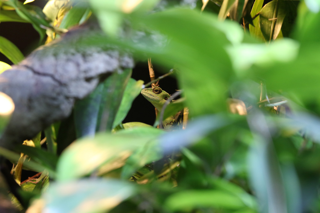 Green Crested Lizard at Chester Zoo 11/02/2017