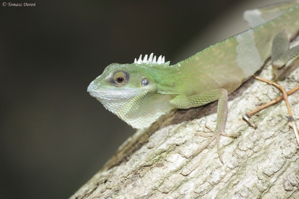 Green Crested Lizard (Bronchocela cristatella)